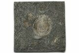 Dactylioceras Ammonite Fossil - Posidonia Shale, Germany #358349-1